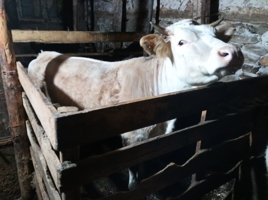 Vind junincă rasă Bălțată Românească