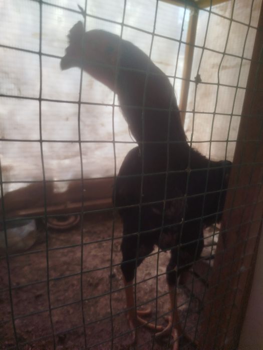 Dakan hoʻroz tuhumlari sotiladi harhil yahshi zotladan