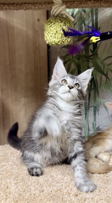 Продам котенка Мейн-кун Костанай