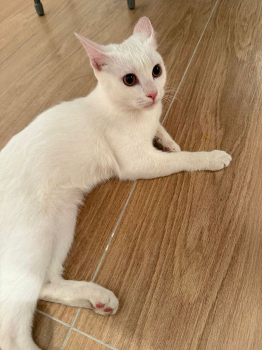 отдам кошку в добрые руки