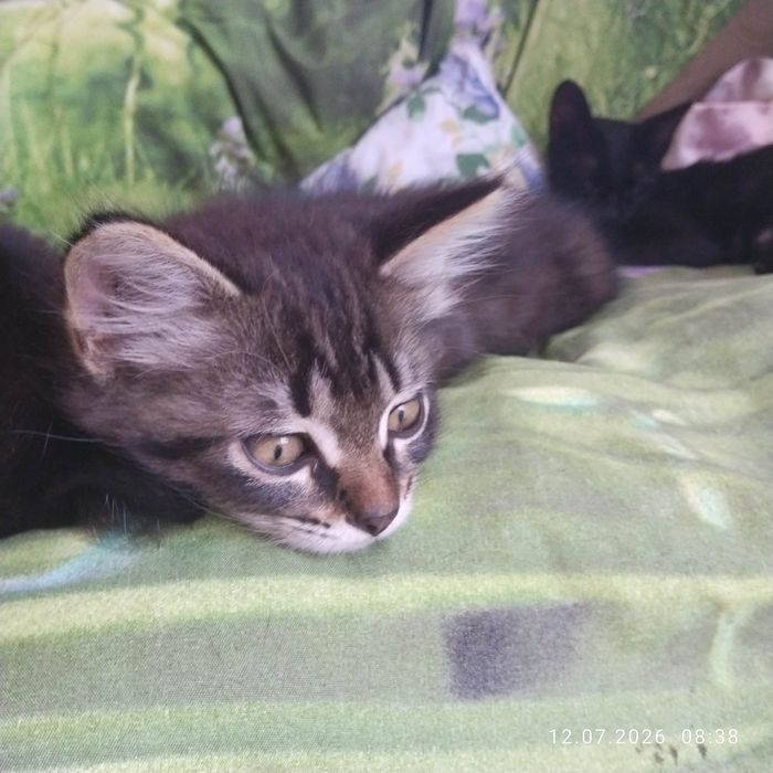 Котята в добрые руки