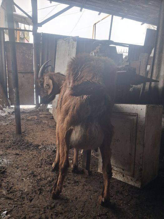 Срочно продам козу