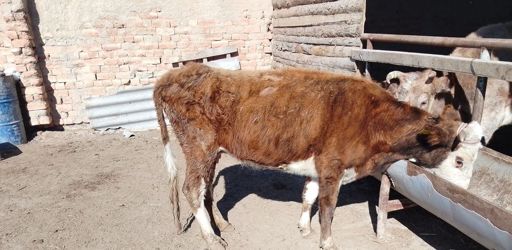 Кашар сатылады..