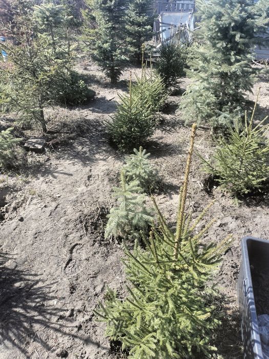 Ели голубые и сибирские