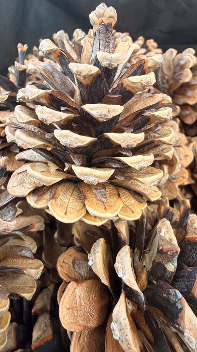 Шишки крымской сосны