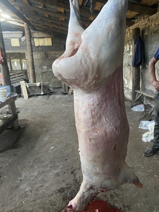 Қойлар , Марқалар , Барашки