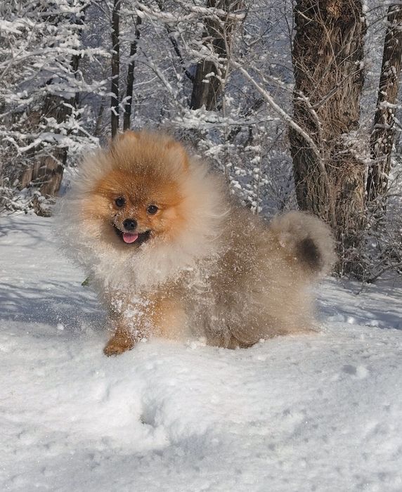 Померан шпиц пацан
