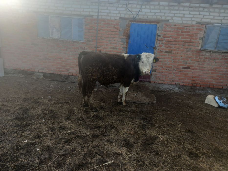 Продам бычков годовалые