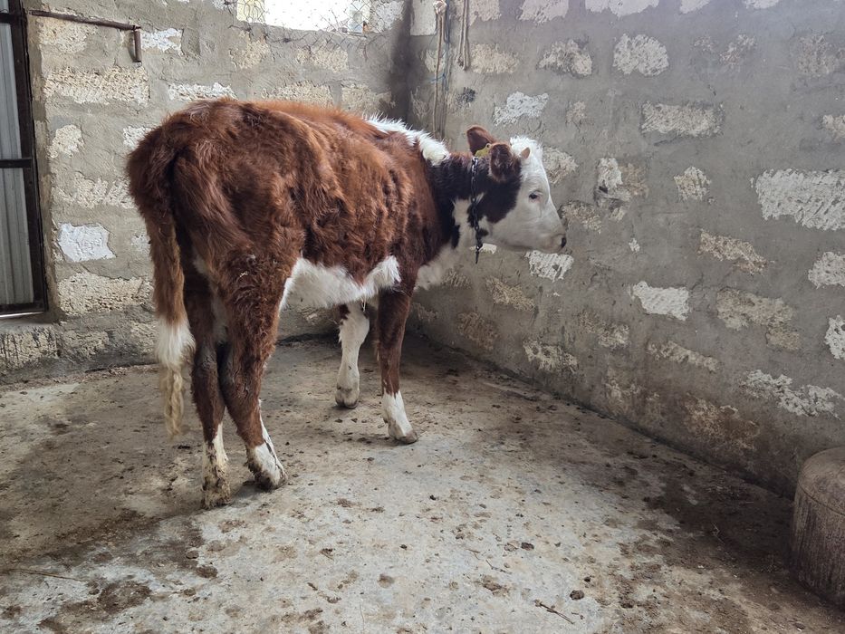 Бір жасар ұрғашы баспақ