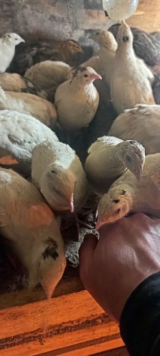 Beliy gigant bedanalari tuxumiga zakaz olamiz