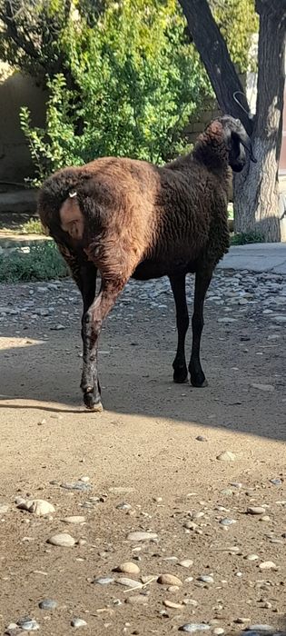 Семіз жас қой.ірі