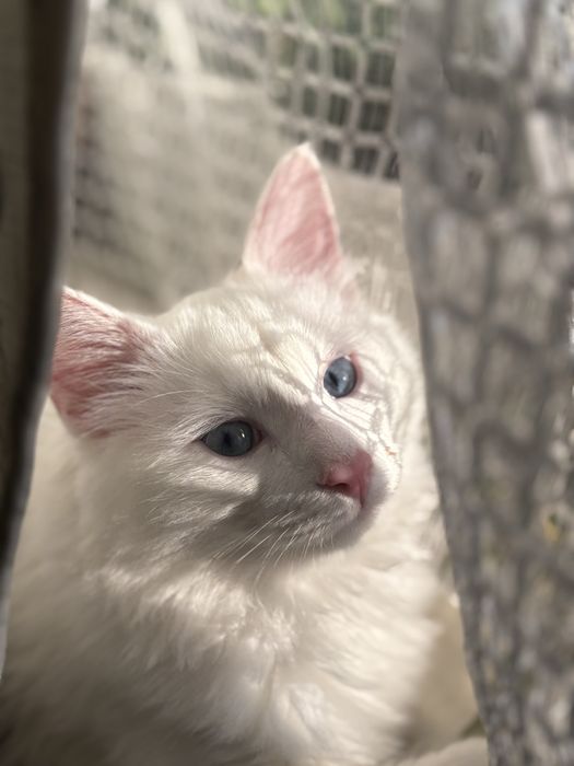 Кот в хорошие руки