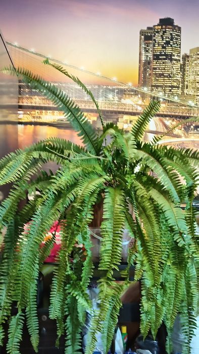 Продам нефролепис детки