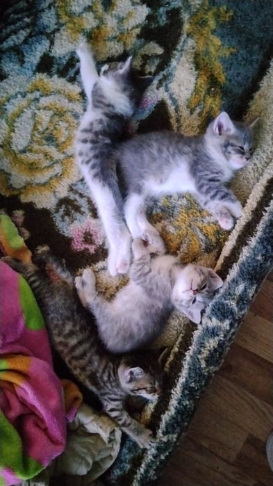 Скоттиш-страйт котята 1.5 мес