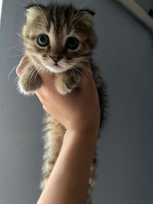 Котята  в добрые руки