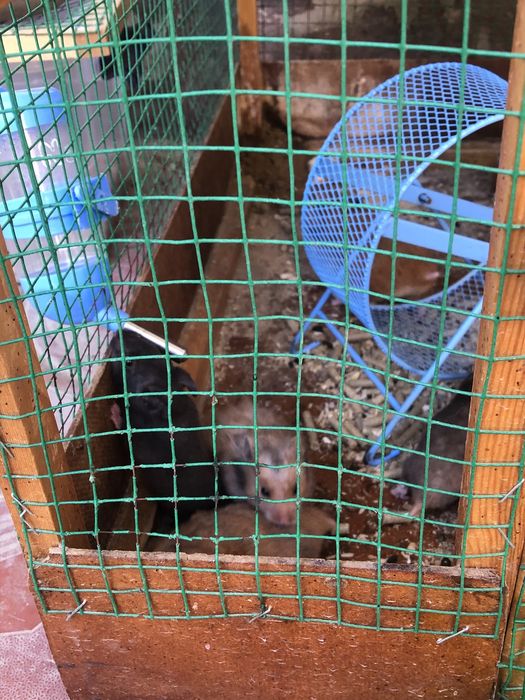 Srochna hamster hamyakla sotiladi