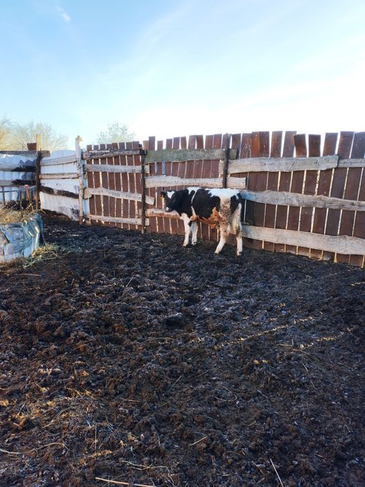 Продам быков 5 штук