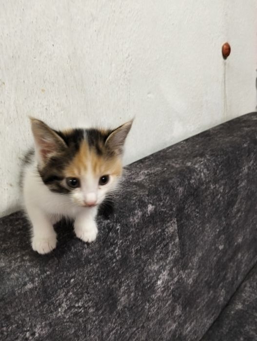 Котята в добрые руки.
