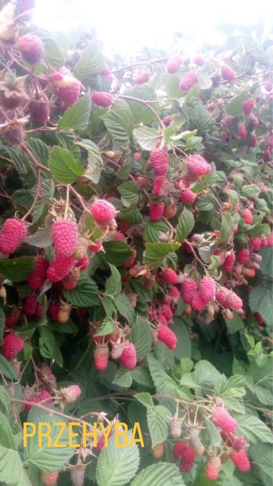 Butasi zmeura si coacaze negre si rosi