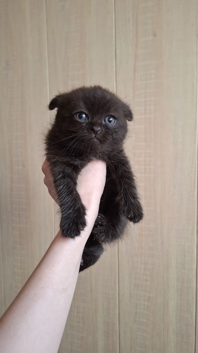 Котята 2 месяца.