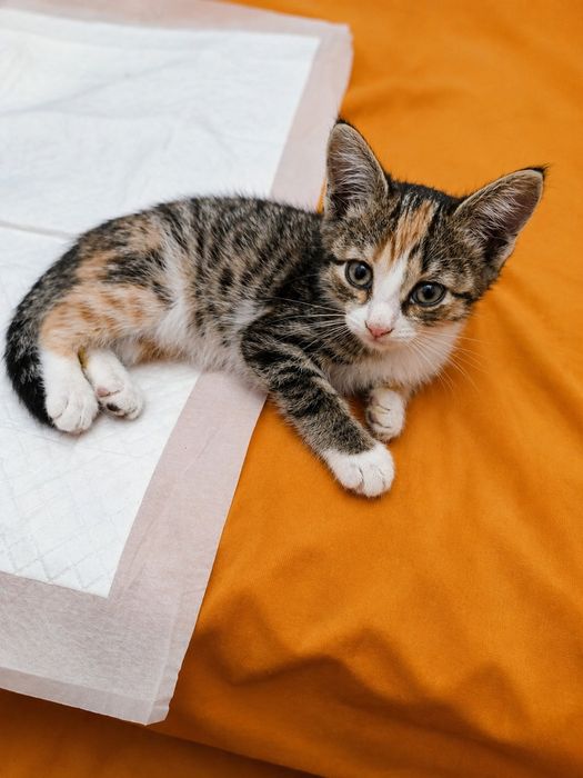 Котенок  девочка