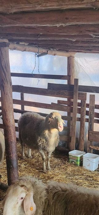 Селскостопански животни-Овен