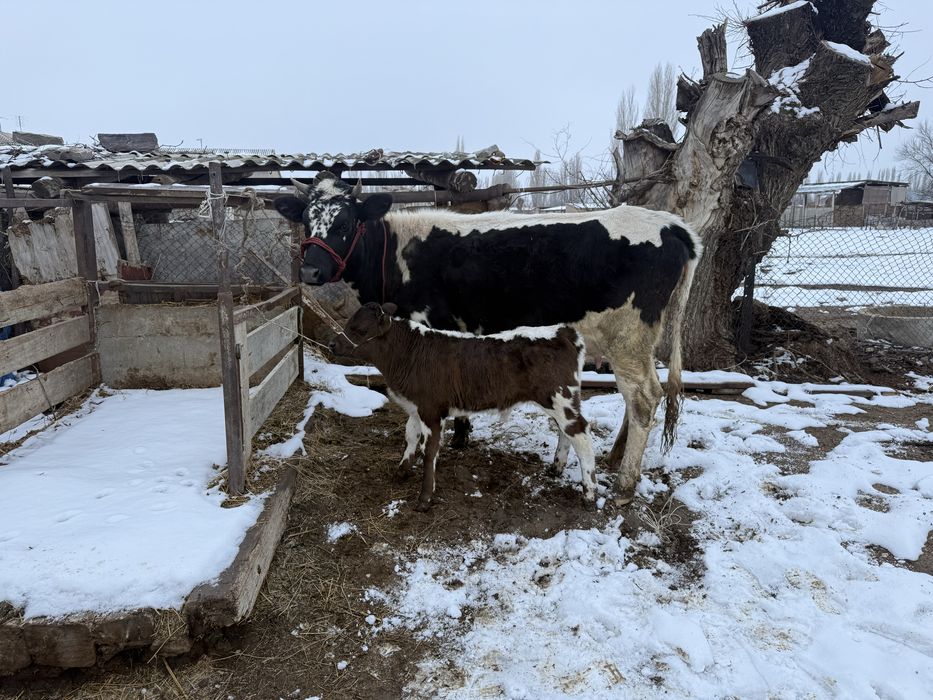 Бұзаулы сиырлар сатылады