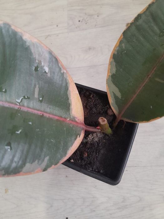 Разные комнатные цветы продаю