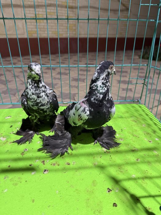 Голуби пара сочей