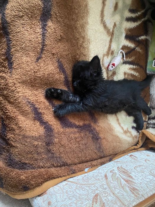 Бесплатно котенок в добрые руки