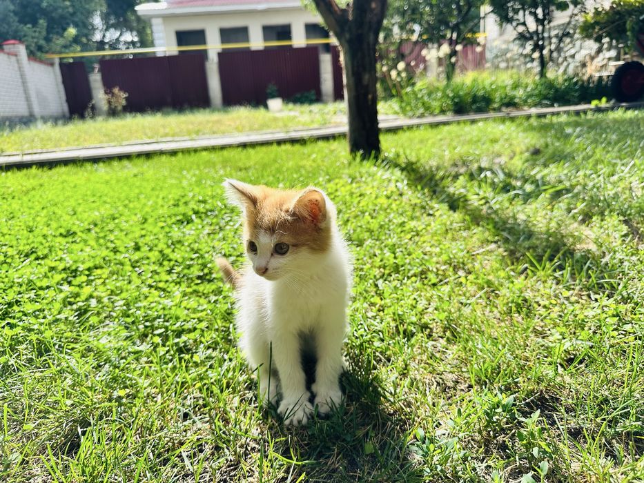 Котенок(мальчик)