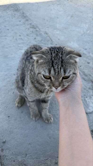 шотландская вислоухая
