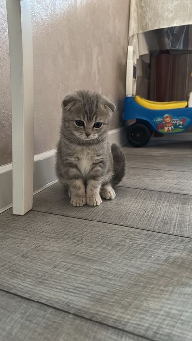 Продам котенка веслоухий  шотландец девочка