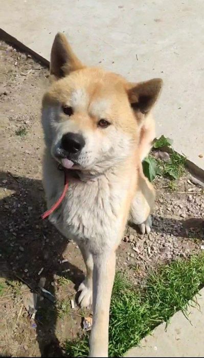 Беременна bolasi bor qorni da akito dan