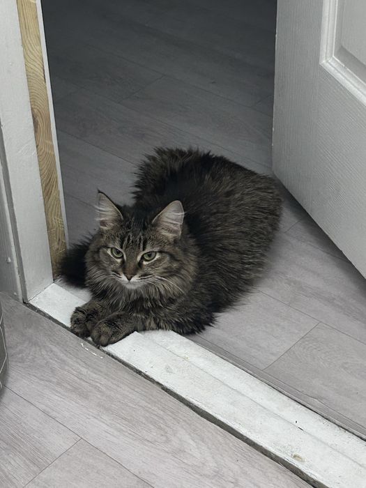 отдам котят в хорошие руки!