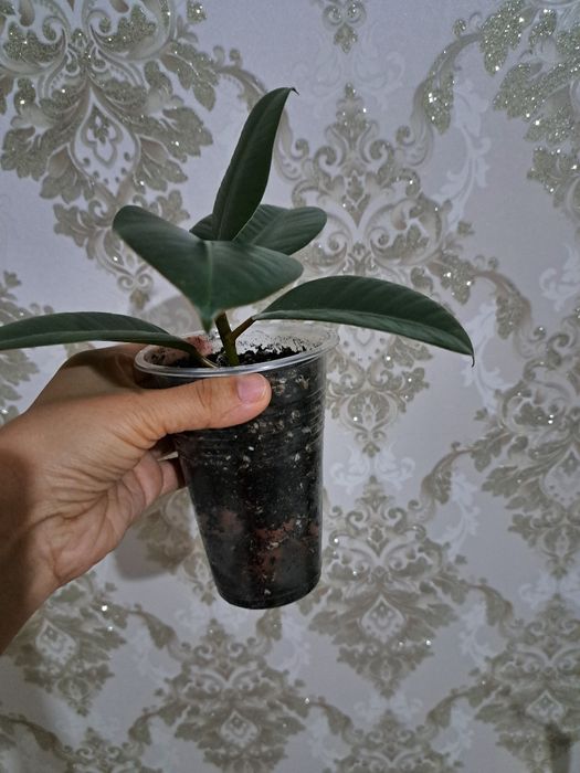 Фикусы разных сортов