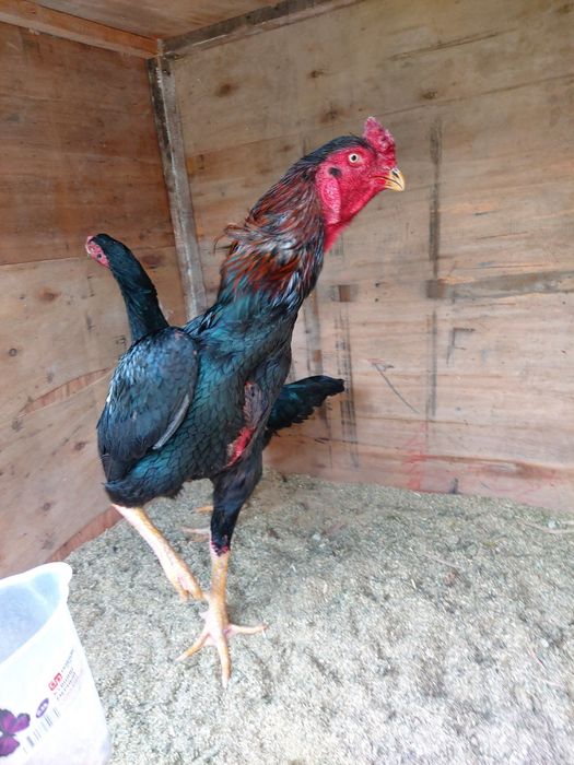 Katta xuruz sotiladi