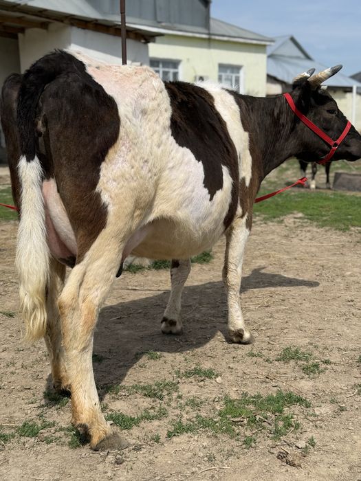 Сүтті бұзаулы сиыр