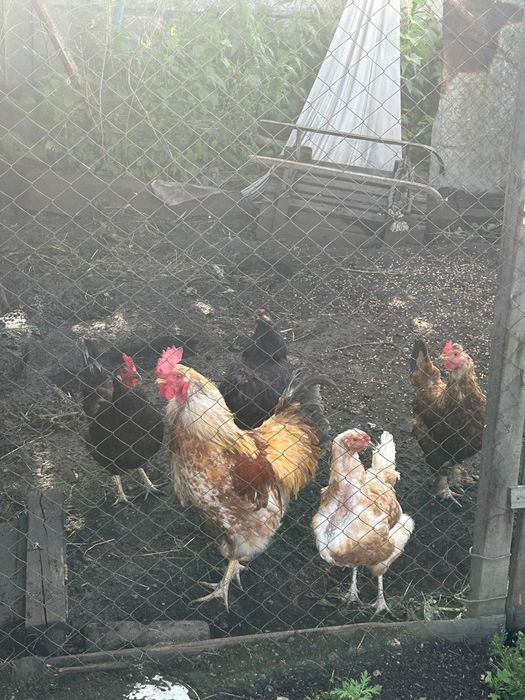 Продам домашних курей, петухов