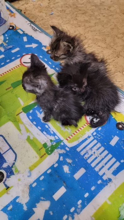 Отдам котят в добрые руки