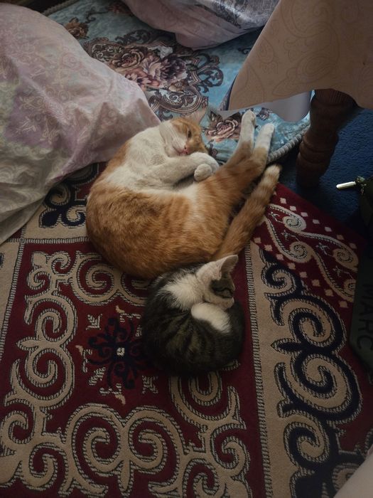 Котенок мальчик к лотку приучен