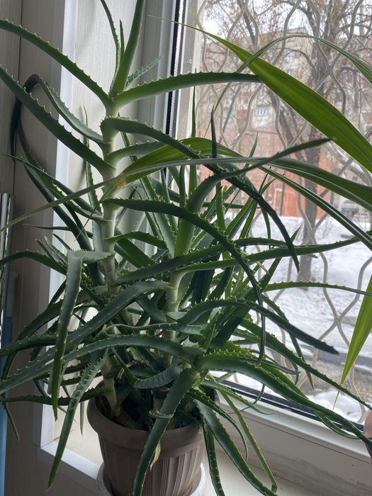 Продам алое 5 лет в горшке