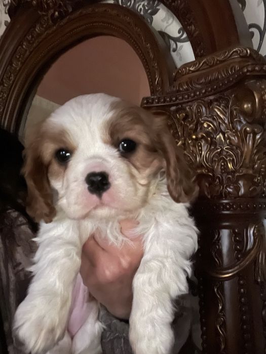 Щенки кавалер кинг чарльз спаниель