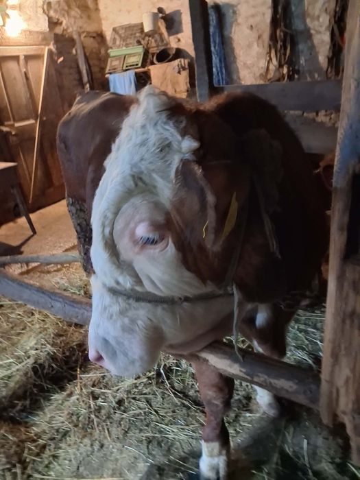 Taur baltata Romaneasca