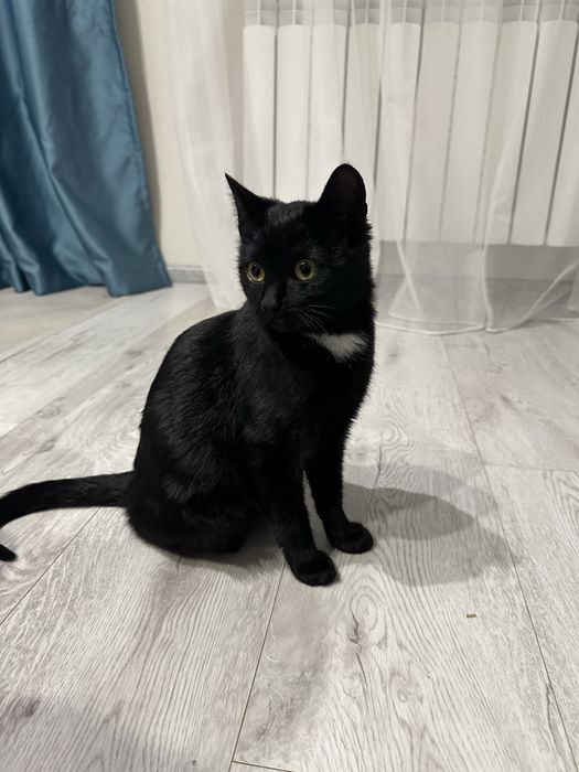 Котенок домашний