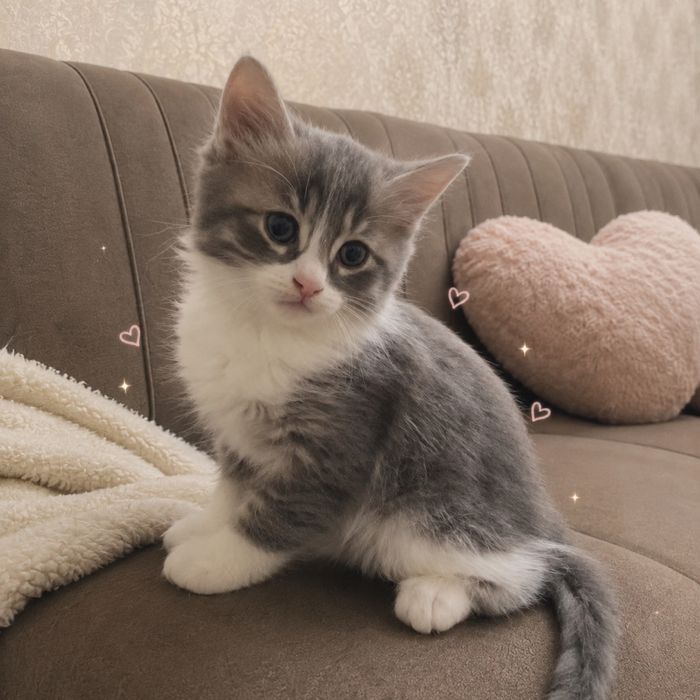 Котята миленькие красивые, по породе будут на большие