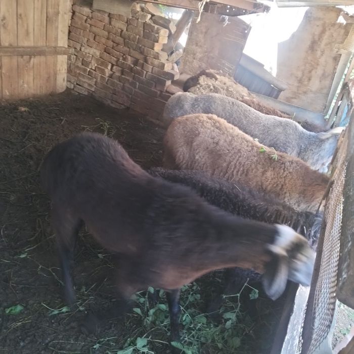 Продам баранов в круг
