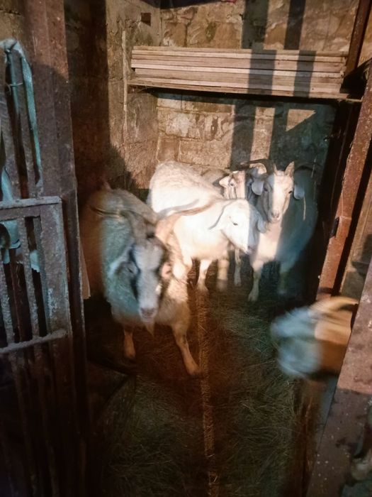 Продам стадо коз