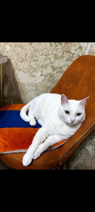 Кот, кошка, мысық