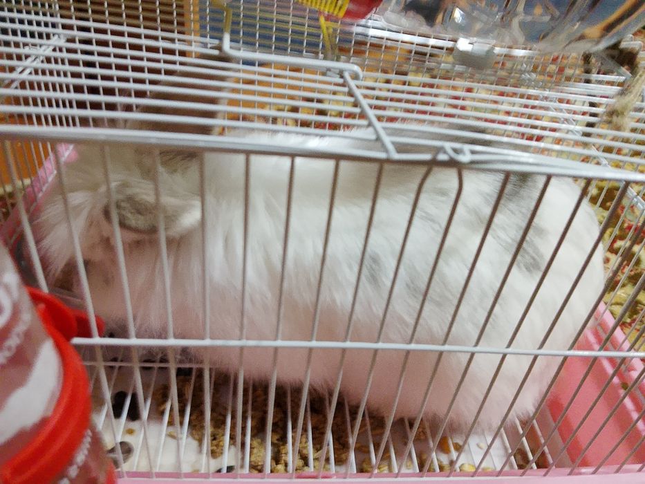 Кролик декоративный львоголовый